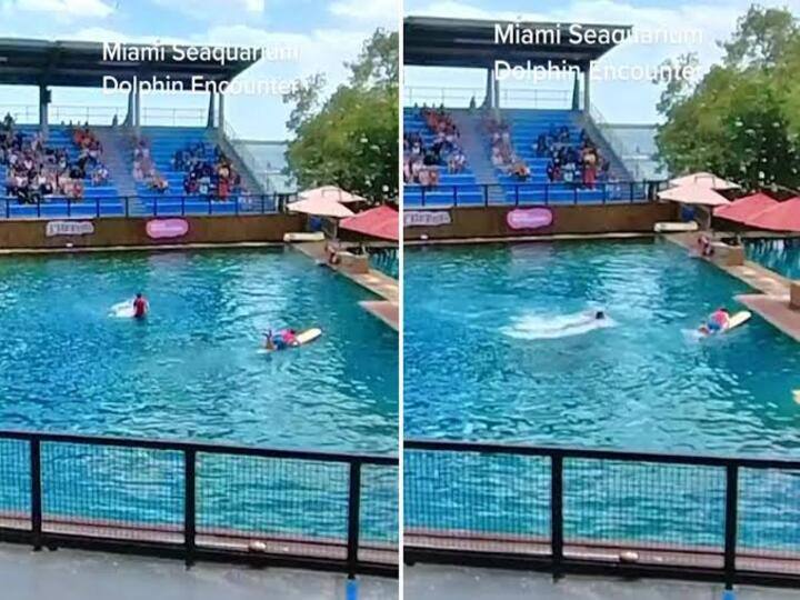 Chilling video Angry Dolphin Attacks Trainer During Show At Miami Seaquarium Watch Video: பயிற்சியாளரை கோபம் கொண்டு தாக்கும் டால்ஃபின்… கண்டனம் தெரிவித்து ட்விட்டரில் ஷேர் செய்த பீட்டா!