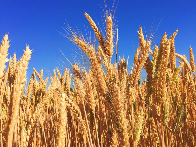 Economy Egypt approves India as wheat supplier Indian farmer latest news गहू उत्पादकांसाठी अच्छे दिन! इजिप्तकडून भारताला गहू पुरवठादार म्हणून मान्यता