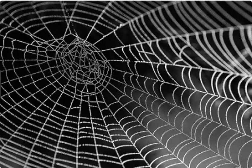 apple-iphone-challenge Dew drops on spider's web help Prajwal Chougule win Shot on iPhone Macro Challenge Apple iPhone challenge:অ্যাপলের ফটোগ্রাফির পুরস্কার পেলেন মহারাষ্ট্রের প্রজ্জ্বল, কী ছবি তুলে খেতাব জানেন ?