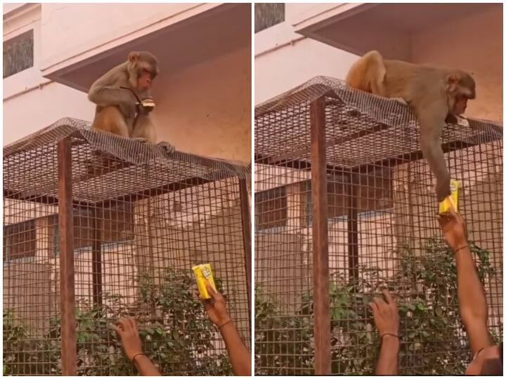 Monkey forced to steal to get food items पेट भरने के लिए चोरी करने को मजबूर हुआ बंदर, काम आई कमाल की ट्रिक