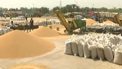 ਕਿਸਾਨਾਂ ਦੇ 'ਸੋਨੇ' ਨੂੰ ਲੱਗੀ ਨਜ਼ਰ, ਸਰਕਾਰ ਨੂੰ ਲਾਈ ਸਾਥ ਦੇਣ ਦੀ ਗੁਹਾਰ