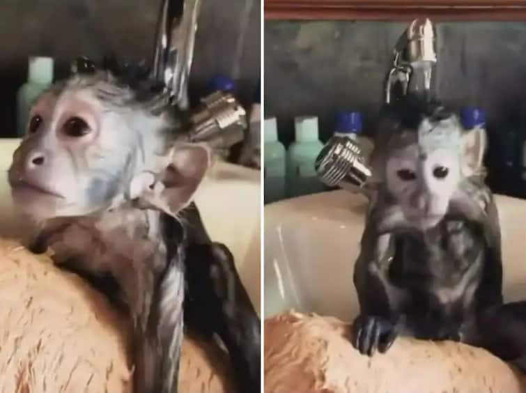 little monkey seen having fun in bathroom sink cute video goes viral Viral Video : बाथरूम सिंकमध्ये अंघोळ करतंय माकडाचं पिल्लू, तुम्ही व्हिडीओ पाहिला का?
