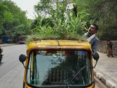 अजब गजब: दिल्ली में शख्स ने ऑटो की छत पर बनाया मिनी गार्डन, एसी-कूलर से ज्यादा रहता है ठंडा, देखें तस्वीर