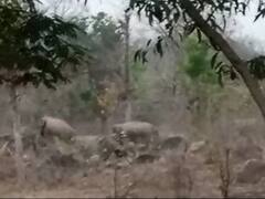 Dhamtari Elephant Attack: धमतरी में हाथियों का आतंक, तीन दिनों में पांच लोगों की ली जान, अब ग्रामीणों को दी गई ये सलाह