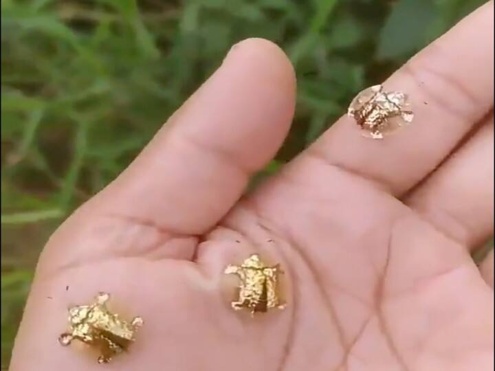 golden turtle sitting on person hand know truth Viral video वायरल वीडियो में शख्स के हाथ पर बैठे नजर आए 'सोने के कछुए', सच्चाई उड़ा देगी होश!