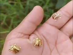 वायरल वीडियो में शख्स के हाथ पर बैठे नजर आए 'सोने के कछुए', सच्चाई उड़ा देगी होश!