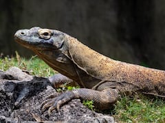 Monitor Lizard Raped: ఉడుముపై సామూహిక అత్యాచారం, నలుగురి అరెస్ట్ - అరే, ఏంట్రా ఇదీ!