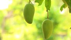 ગુણોની ખાણ છે કાચી કેરી, ગરમીમાં કાચી કેરીના સેવનના આ છે 7 અદભૂત ફાયદા