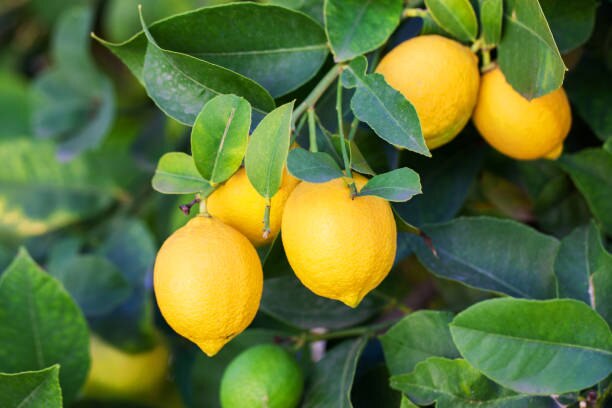 Lemon News : बाजारपेठेत 'लिंबू' खातेय भाव, मात्र घटत्या उत्पादनामुळं शेतकऱ्यांना फायदा कमीच