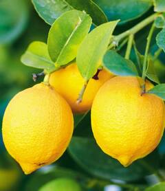 उन्हाचा चटका वाढल्यानं लिंबाच्या दरात मोठी वाढ