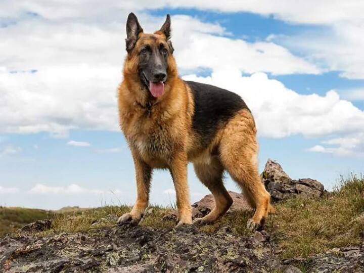 Bastar News: बस्तर में वनों की रक्षा के लिए तैनात किए जाएंगे ये खास नस्ल के डॉग्स, वन्यजीवों की भी करेंगे सुरक्षा Bastar News Belgian Shepherd deployed to protect forests in Bastar, also protect the wildlife Chhattisgarh ANN Bastar News: बस्तर में वनों की रक्षा के लिए तैनात किए जाएंगे ये खास नस्ल के डॉग्स, वन्यजीवों की भी करेंगे सुरक्षा