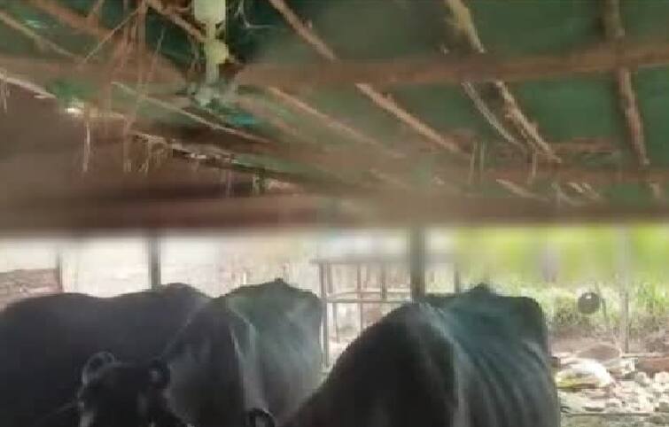 Agriculture News: Farmers installs shaver for buffalos in tabela check in details Agriculture News: ખેડૂતનો અનોખો પશુપ્રેમ, ગરમીથી પરેશાન ભેંસો માટે તબેલામાં લગાવ્યા શાવર