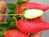 strawberry farming : तरुण शेतकऱ्यानं बीडमध्ये फुलवली स्ट्रॉबेरीची शेती, 12 गुंठ्यात दीड लाखांचे उत्पन्न