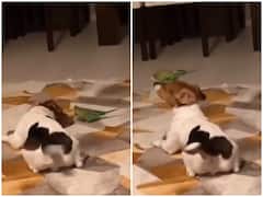 कुत्ते और तोते की ऐसी यारी देखकर खुश हो जाएगा आपका दिल, देखें वीडियो