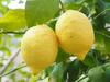 Lemon News : बाजारपेठेत 'लिंबू' खातेय भाव, मात्र घटत्या उत्पादनामुळं शेतकऱ्यांना फायदा कमीच