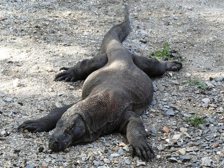 Raping Bengal Monitor Lizard :  உடும்புக்கு பாலியல் வன்கொடுமை.! விலங்குகளையும் விட்டுவைக்காத கொடுமை! 4 பேர் கைது!