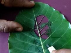 PHOTO : महामानवाला अनोखी मानवंदना; पिंपळाच्या पानावर साकारलं बाबासाहेबांचं आकर्षक चित्र