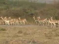 Etawah: इटावा सफारी पार्क में तेंदुआ मचा रहा उत्पात, 100 से ज्यादा काले हिरणों की जान पर आई आफत