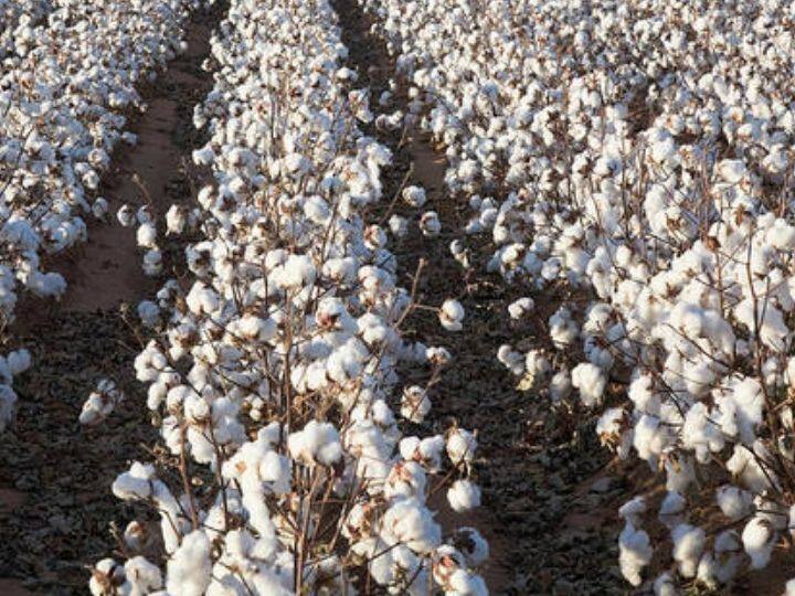 Central government removes custom duty on cotton वस्त्रोद्योगाला मोठा दिलासा! सरकारने हटवली कापसावरील कस्टम ड्युटी   