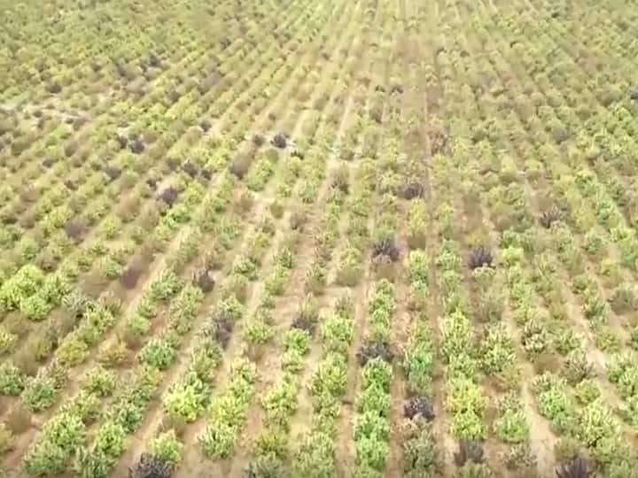 Spain officials destroy Europe's biggest cannabis plantation spread across 166 acres युरोपमधील गांजाची सर्वात मोठी शेती उद्ध्वस्त; 166 एकरावरील गांजा नष्ट