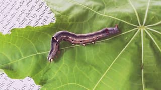 VADODARA : શિનોર તાલુકાના ખેડૂતો માથે નવી આફત, એરંડાનો પાક ફેલ જવાની ભીતિ