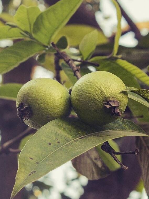 রোজ পেয়ারা খেলে কী হয়?