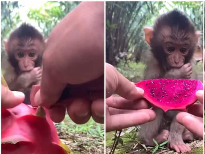 Monkey baby try dragon fruit for first time, gave awesome reaction बंदर के बच्चे ने पहली बार खाया ड्रैगन फ्रूट, दिल जीत लेने वाले दिए रिएक्शन