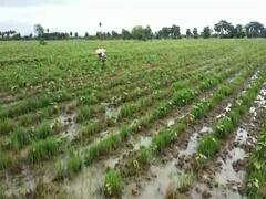 திருவாரூரில் 2 நாட்களாக தொடர் மழை - 10,000 ஏக்கர் பருத்தி சாகுபடி பாதிப்பு