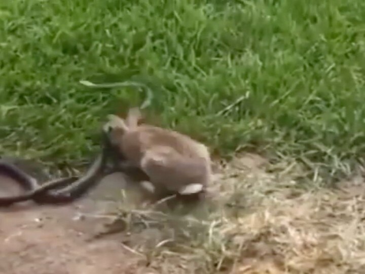 Rabbit Fighting With Snake, Social Media Users Started Praising Such  Courage | सांप से लड़ता नजर आया नन्ना खरगोश, दिखाई ऐसी हिम्मत कि लोग करने  लगे तारीफ