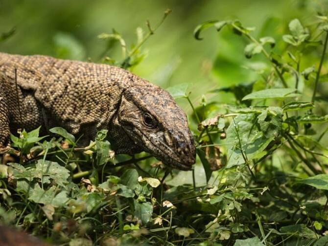 Maharashtra: Four Men 'Raped' Bengal Monitor Lizard In Ratnagiri Forest,  Filmed Act, Say Officials. Chandoli National Park Sahyadri Tiger Reserve