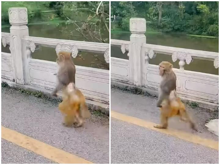 monkey seen walking on two legs in a surprising way हैरतअंगेज अंदाज में दो पैरों पर चलता दिखाई दिया बंदर, वीडियो देख नहीं रुकेगी हंसी