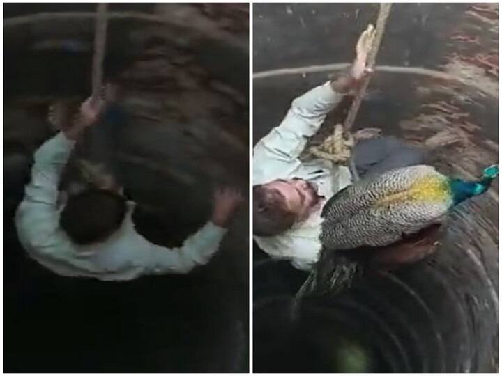 Uttar Pradesh: Peacock Rescued From Dry Well Near Kanpur By Brave Fireman — Watch Video Uttar Pradesh: Brave Fireman Goes Inside 60-Ft Deep Well To Rescue Peacock — Watch Video