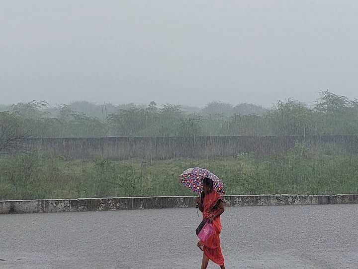 திருவாரூரில் 2 நாட்களாக தொடர் மழை - 10,000 ஏக்கர் பருத்தி சாகுபடி பாதிப்பு