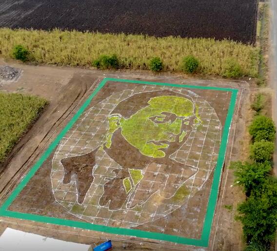 गव्हांच्या पेंड्यांपासून साकारले आंबेडकरांचे रेखाचित्र!