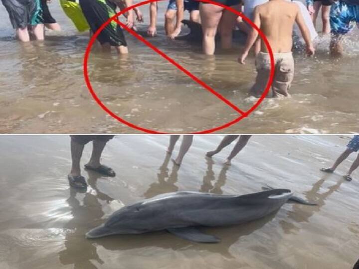 Sick Dolphin Stranded On Texas Beach Dies After Beachgoers Try To Ride It Sick Dolphin Stranded On Texas Beach Dies After Beachgoers Try To Ride It