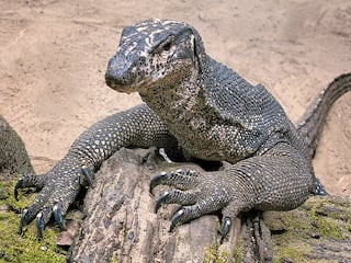 Raping Bengal Monitor Lizard :  உடும்புக்கு பாலியல் வன்கொடுமை.! விலங்குகளையும் விட்டுவைக்காத கொடுமை! 4 பேர் கைது!