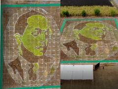 Beed : डॉ बाबासाहेब आंबेडकरांना अनोखी मानवंदना; 30 हजार स्केअर फूट जागेत गव्हांच्या पेंड्यांपासून साकारले रेखाचित्र