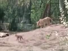 MP News: इंदौर के जू में शेरों के बाड़े में सियार के घुसने से मचा हड़कंप, फिर क्या हुआ, जानें- पूरा मामला