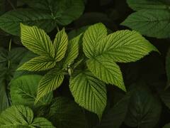 Health Tips : एक नाही, दोन नाही, तर पुदिन्याचे आहेत अनेक फायदे...