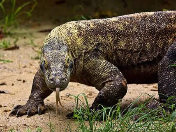 Four people misbehaved with 'Bengal Monitor Lizard' in Maharashtra forest arrested ਚਾਰ ਬੰਦਿਆਂ ਨੇ ਬੰਗਾਲ ਮਾਨੀਟਰ ਕਿਰਲੀ ਨਾਲ ਕੀਤਾ ਬਲਾਤਕਾਰ, ਮੋਬਾਈਲ ਫੋਨ 'ਚ ਰਿਕਾਰਡ ਹੋਈ ਵਾਰਦਾਤ