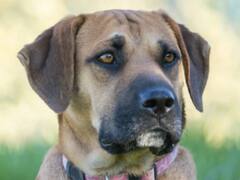 Ghaziabad News: पालतू कुत्तों का रजिस्ट्रेशन न कराने पर लगेगी 'फाइन', गाजियाबाद प्रशासन कर रहा तैयारी