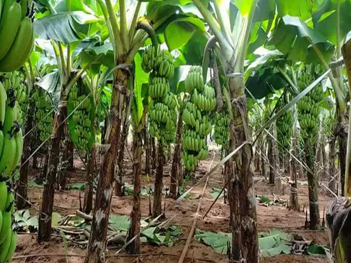 Banana cultivation area increased by 50% due to continuous rains in Theni தேனியில் பெய்யும் தொடர் மழை...! நல்ல விலைக்கு போகும் வாழை- 50% உயர்ந்த வாழை சாகுபடி பரப்பு