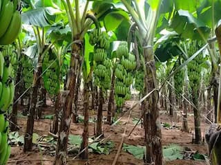 தேனியில் பெய்யும் தொடர் மழை...! நல்ல விலைக்கு போகும் வாழை- 50% உயர்ந்த வாழை சாகுபடி பரப்பு