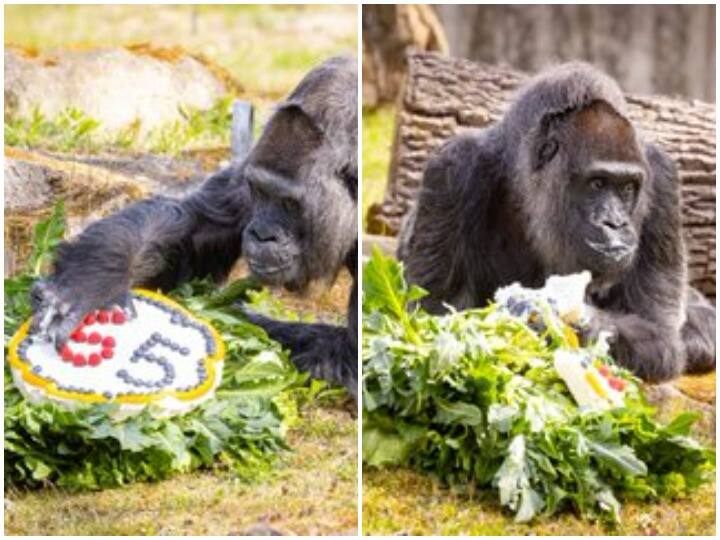 World oldest gorilla celebrates her 65th birthday in Berlin zoo दुनिया की सबसे उम्रदराज गोरिल्ला ने मनाया 65वां जन्मदिन, दिल जीत लेगा वीडियो