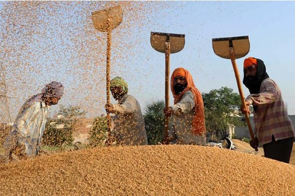 Central teams expected to submit their report to the Government of India on Saturday after which a Waiver can be Given for the sale of Wheat ਹੁਣ ਪੰਜਾਬ ਦੇ ਕਿਸਾਨਾਂ ਦੀਆਂ ਨਜ਼ਰਾਂ ਕੇਂਦਰ ਦੇ ਫੈਸਲੇ ਵੱਲ, ਕੱਲ੍ਹ ਕੇਂਦਰੀ ਟੀਮਾਂ ਸੌਂਪਣਗੀਆਂ ਆਪਣੀ ਰਿਪੋਰਟ, ਸੋਮਵਾਰ ਨੂੰ ਮਿਲ ਸਕਦੀ ਰਾਹਤ