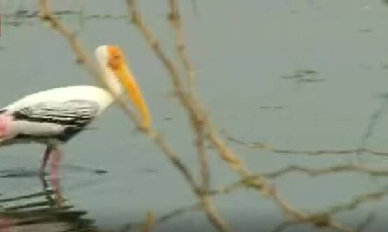 Saiberian Cranes Visits AnanthaPuram Villages: కొంగలు రాలేదా...ఇక్కడి ప్రజలకు కష్టాలే..!| ABP Desam