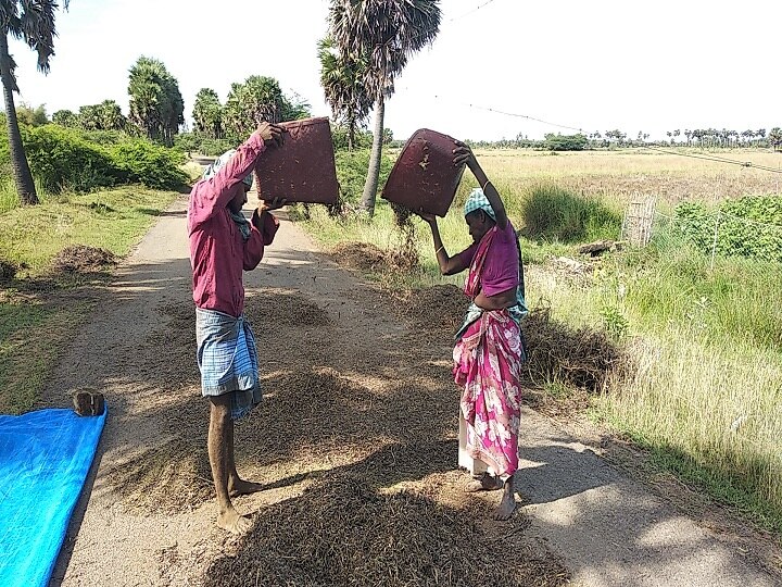 திருவாரூரில் தொடர் மழை - முளைக்கத்தொடங்கிய உளுந்து பயிர்கள்...! ஏக்கருக்கு 10,000 வீண்