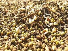 திருவாரூரில் தொடர் மழை - முளைக்கத்தொடங்கிய உளுந்து பயிர்கள்...! ஏக்கருக்கு 10,000 வீண்