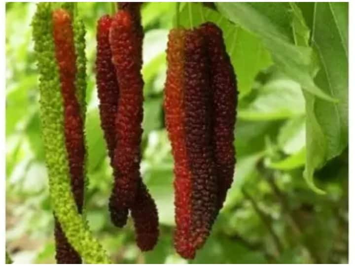 गर्मी में जरूर खाएं शहतूत, इम्युनिटी बढ़ने के अलावा मिलेंगे ये 5 फायदे