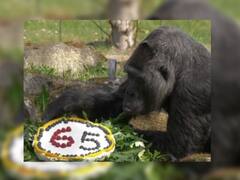 Viral Video : गोरिलानं साजरा केला 65 वा वाढदिवस; सेलिब्रेशनचा व्हिडीओ व्हायरल